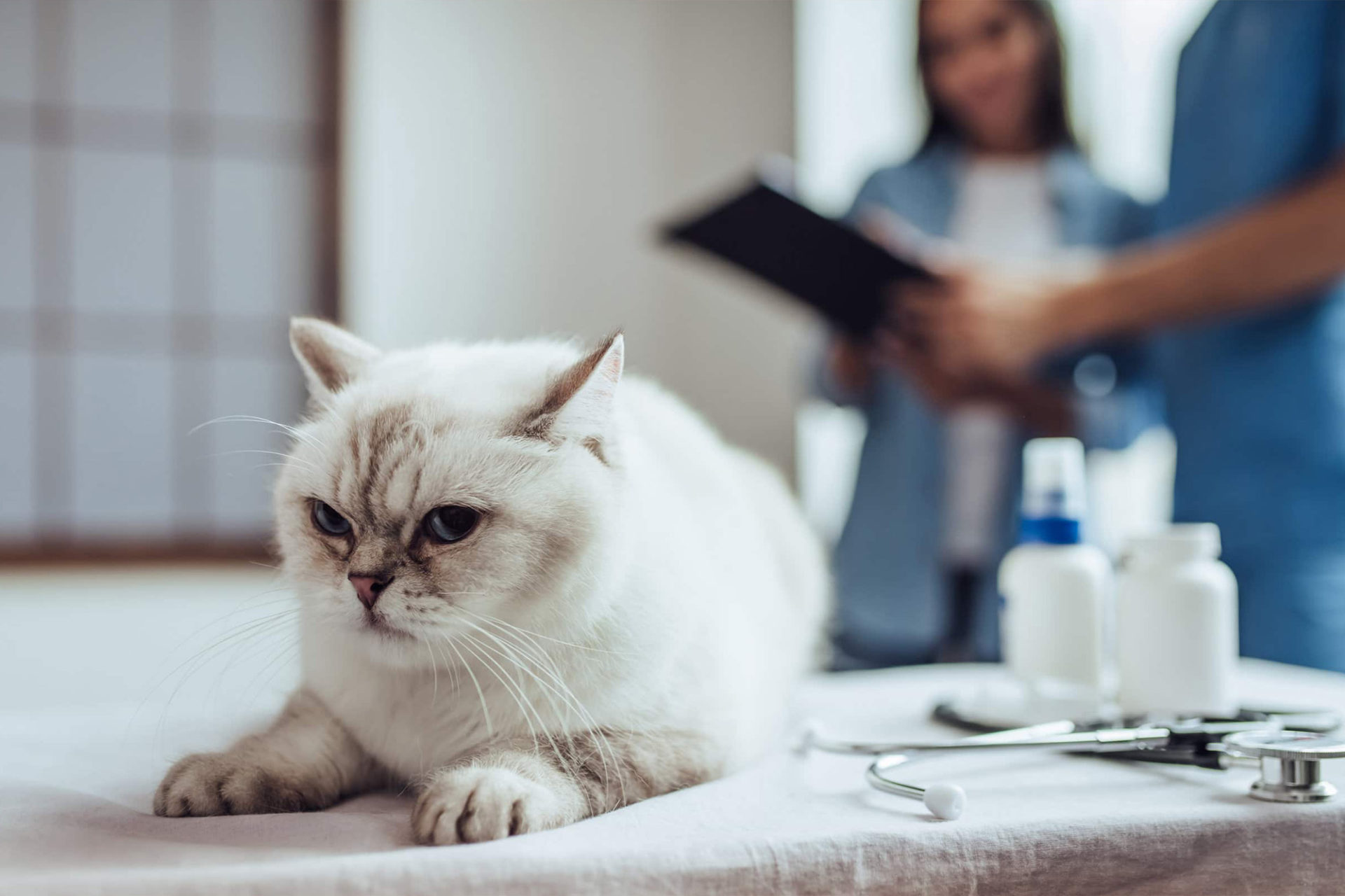 Stérilisation des chats